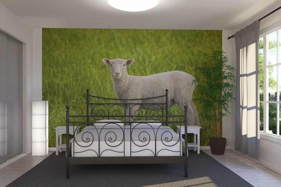PHOTOWALL / Lamb on Green Grass (e22993)