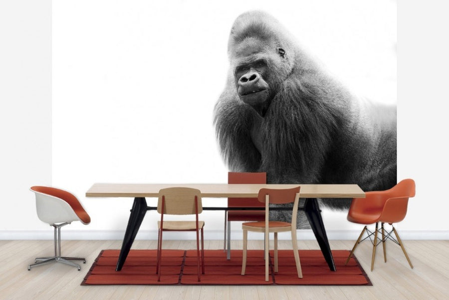 PHOTOWALL / One Gorilla (e22995)