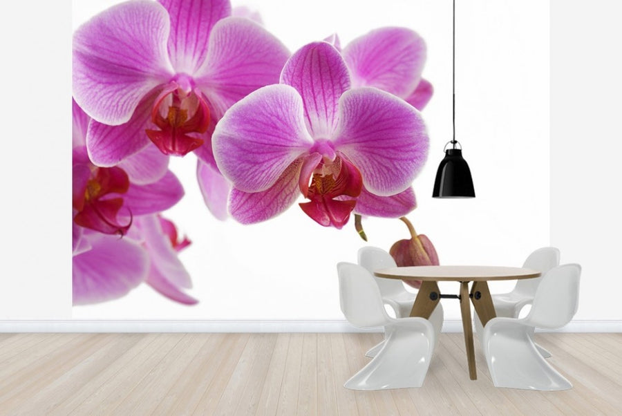 PHOTOWALL / Deep Pink Orchid (e23039)