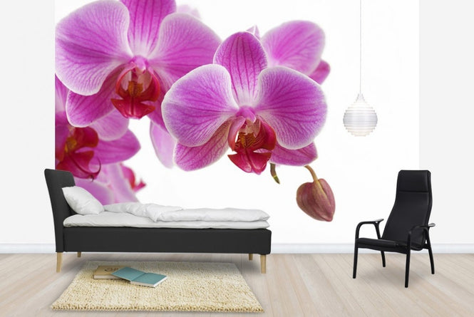 PHOTOWALL / Deep Pink Orchid (e23039)