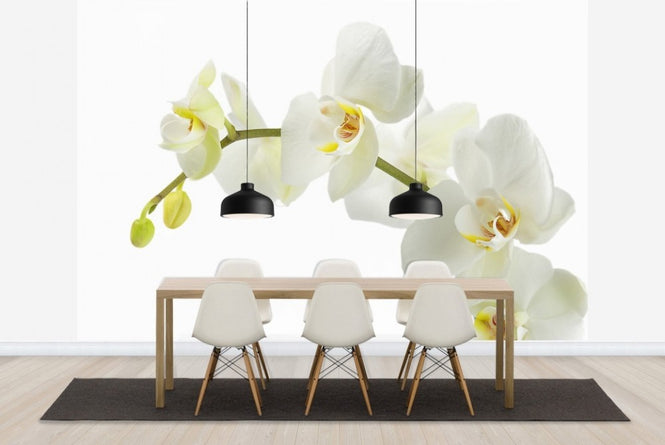 PHOTOWALL / Soft White Orchid Stem (e23040)