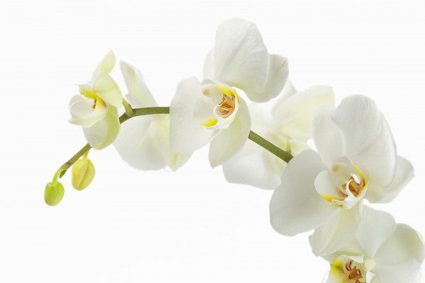 PHOTOWALL / Soft White Orchid Stem (e23040)