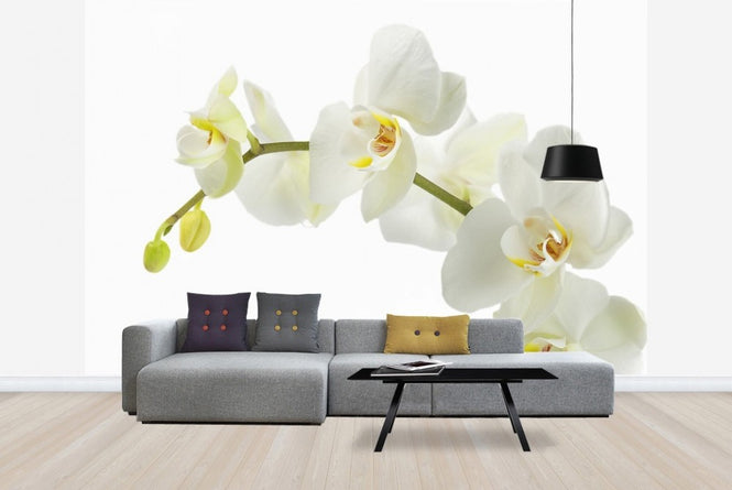 PHOTOWALL / Soft White Orchid Stem (e23040)