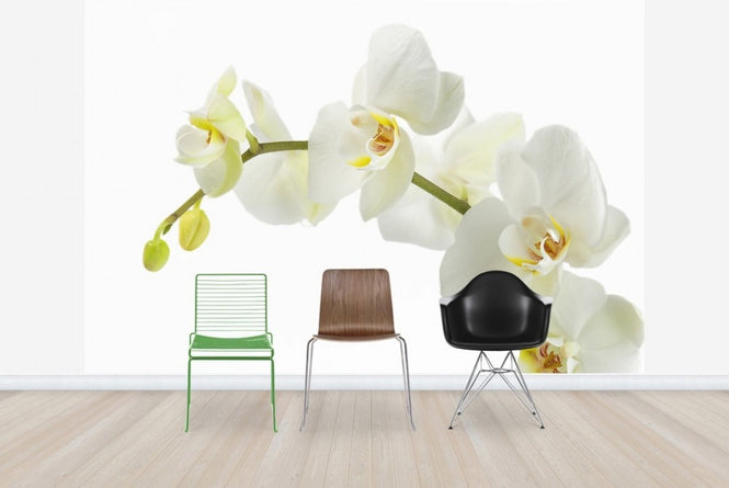 PHOTOWALL / Soft White Orchid Stem (e23040)