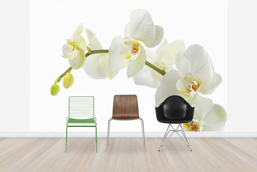 PHOTOWALL / Soft White Orchid Stem (e23040)