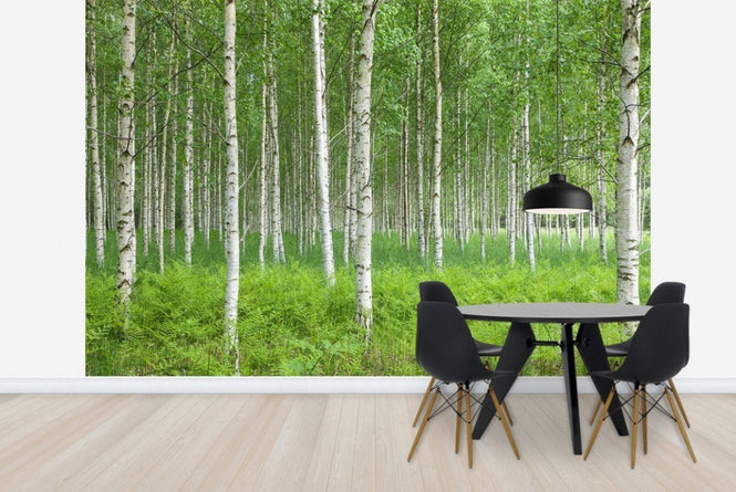PHOTOWALL / Summer Birch Forest (e23070)
