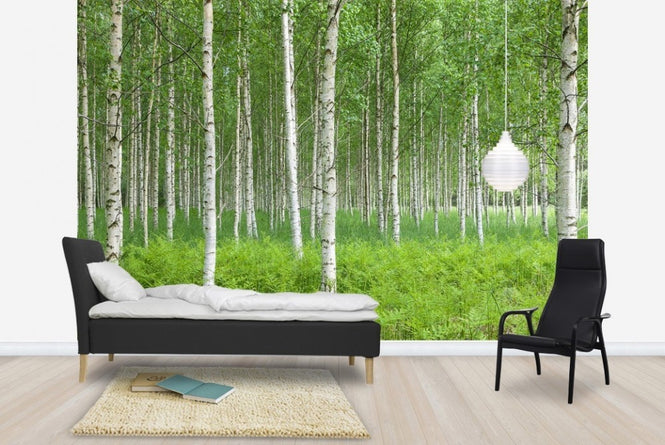PHOTOWALL / Summer Birch Forest (e23070)