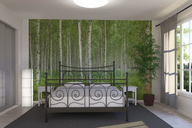 PHOTOWALL / Summer Birch Forest (e23070)