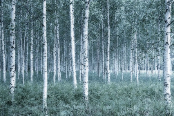 PHOTOWALL / Mystic Birch Forest (e23071)
