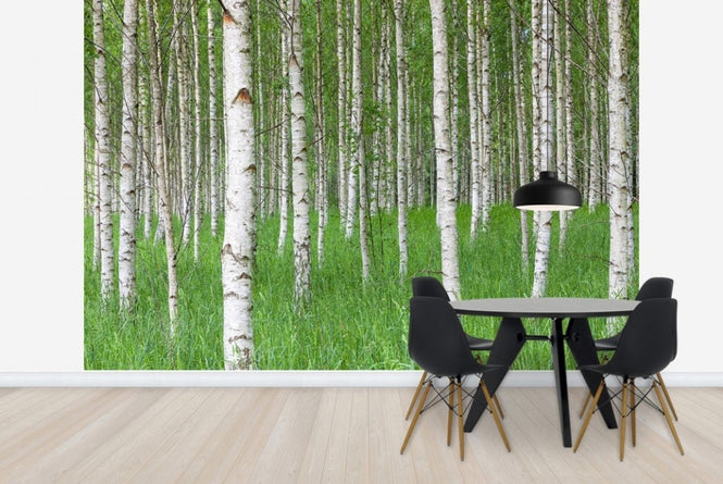 PHOTOWALL / Birch Forest & Green Grass (e23072)