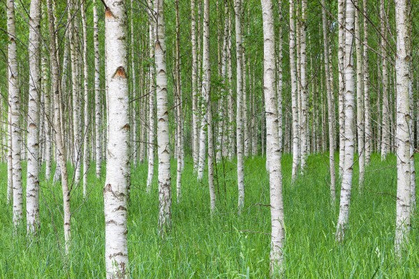 PHOTOWALL / Birch Forest & Green Grass (e23072)