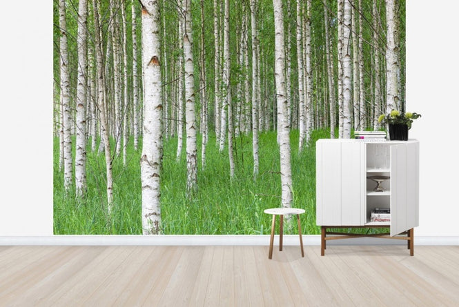 PHOTOWALL / Birch Forest & Green Grass (e23072)