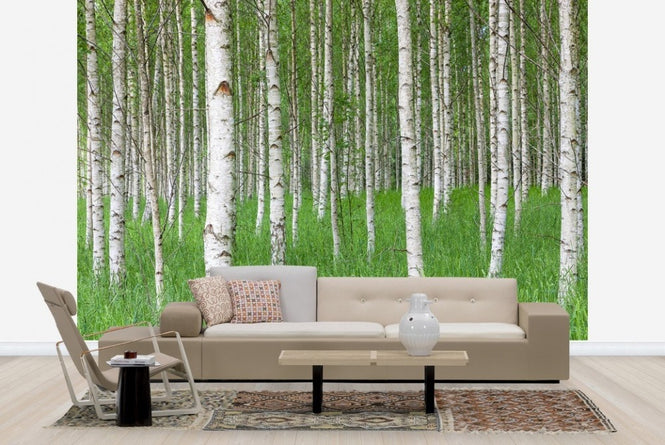 PHOTOWALL / Birch Forest & Green Grass (e23072)