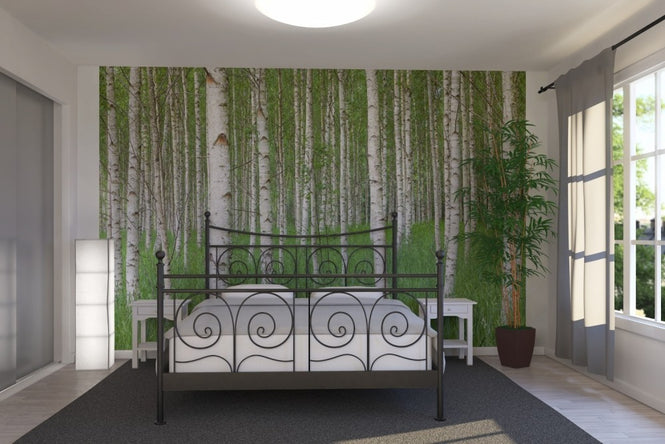 PHOTOWALL / Birch Forest & Green Grass (e23072)