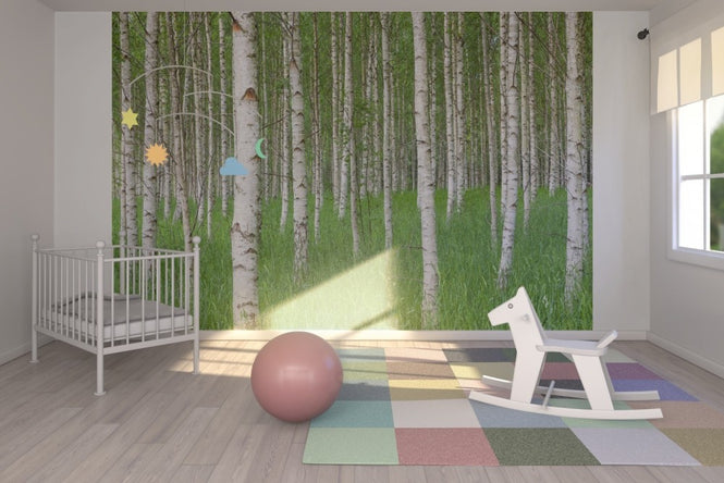 PHOTOWALL / Birch Forest & Green Grass (e23072)