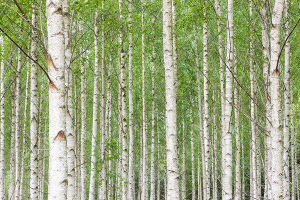 PHOTOWALL / White Birch Forest (e23073)
