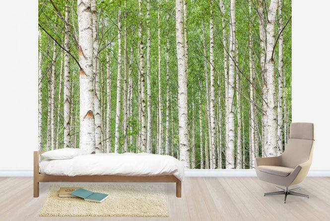 PHOTOWALL / White Birch Forest (e23073)