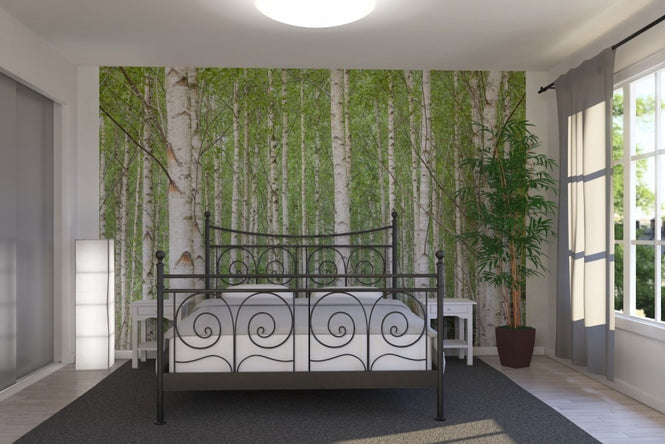 PHOTOWALL / White Birch Forest (e23073)