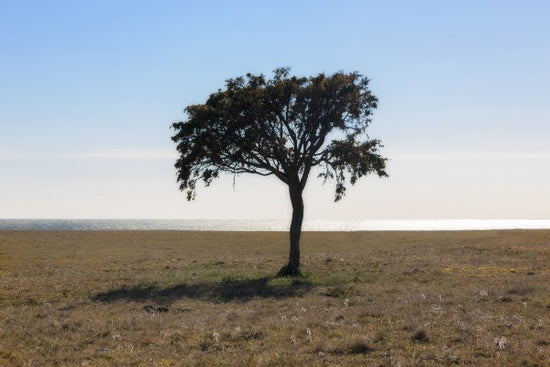 PHOTOWALL / Lonely Tree on Gotland (e23074)