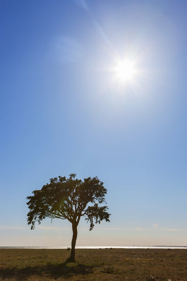 PHOTOWALL / Sunny Lonely Tree, Gotland (e23075)