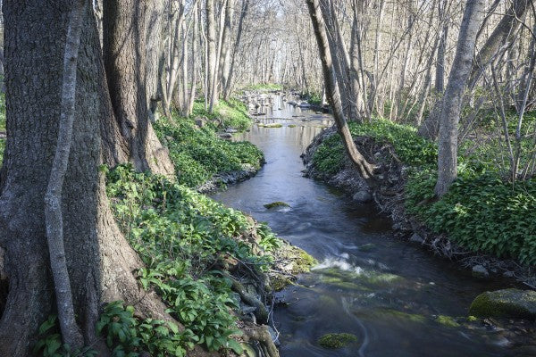 PHOTOWALL / Spring River (e23080)