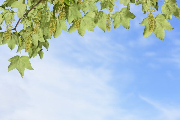 PHOTOWALL / Green Leaves on Blue Sky (e23087)