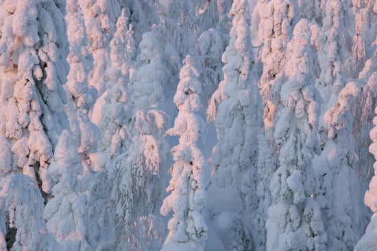 PHOTOWALL / Lapland Winter Landscape (e23111)