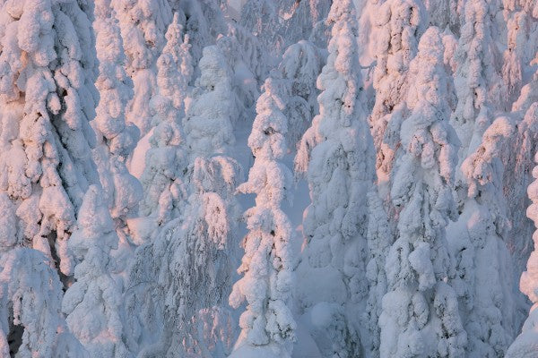 PHOTOWALL / Lapland Winter Landscape (e23111)