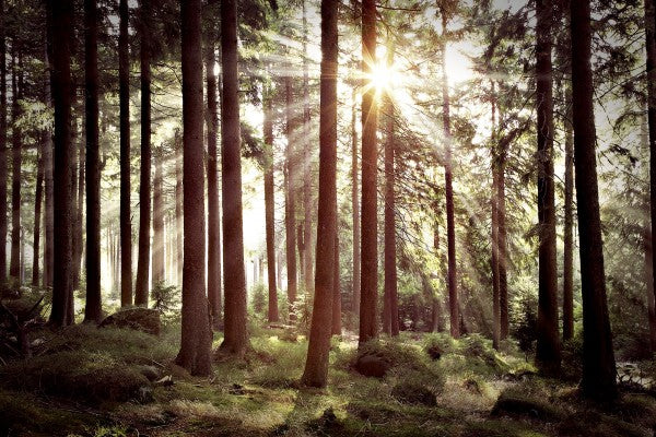 PHOTOWALL / Sunbeam Through Trees - Retro (e23127)
