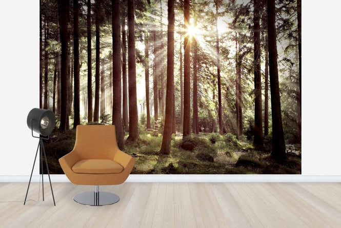 PHOTOWALL / Sunbeam Through Trees - Retro (e23127)