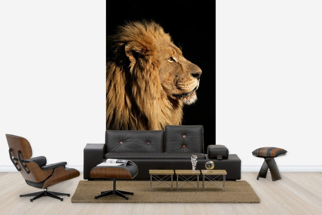 PHOTOWALL / Big Male African Lion (e23167)