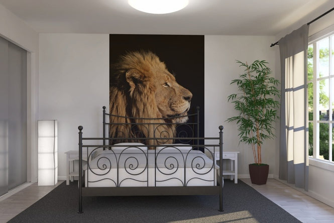 PHOTOWALL / Big Male African Lion (e23167)