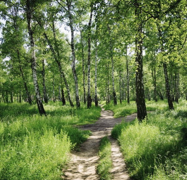 PHOTOWALL / Birch Forest on Sunny day (e23168)