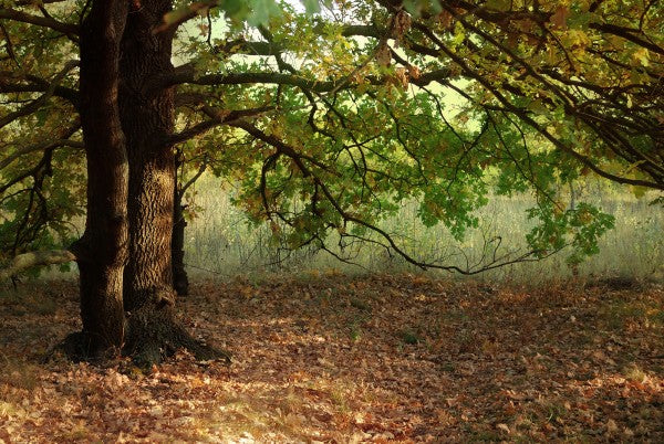 PHOTOWALL / Evening Sun Beams on Autumn Leaves of Oak Tree (e23171)