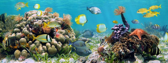 PHOTOWALL / Panorama Coral Reef (e23187)