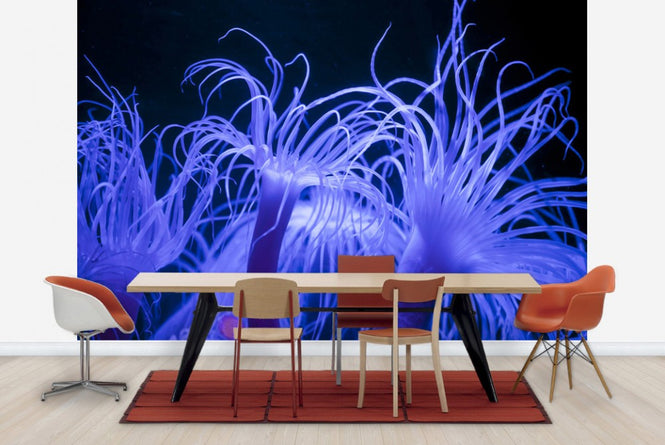 PHOTOWALL / Seeanemone (e23250)