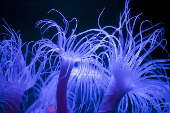 PHOTOWALL / Seeanemone (e23250)