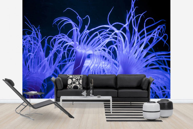 PHOTOWALL / Seeanemone (e23250)