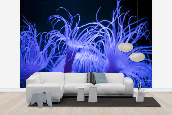 PHOTOWALL / Seeanemone (e23250)