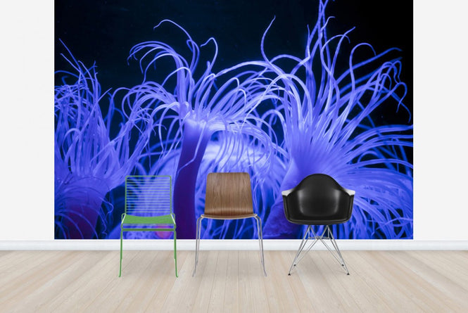 PHOTOWALL / Seeanemone (e23250)