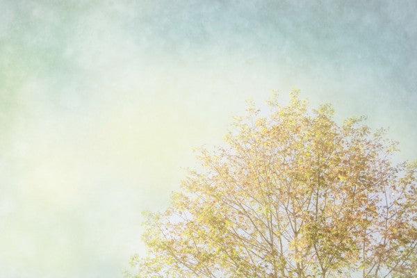 PHOTOWALL / Looking Up (e23358)