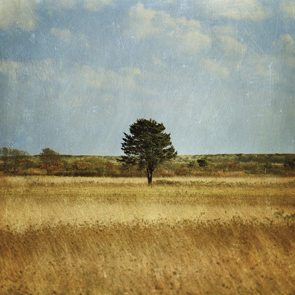 PHOTOWALL / The Lonely Tree (e23393)