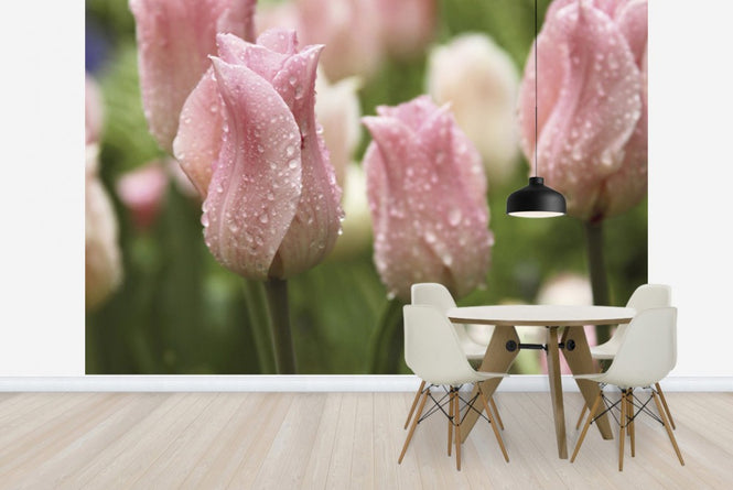 PHOTOWALL / Tulips After Rain (e23403)