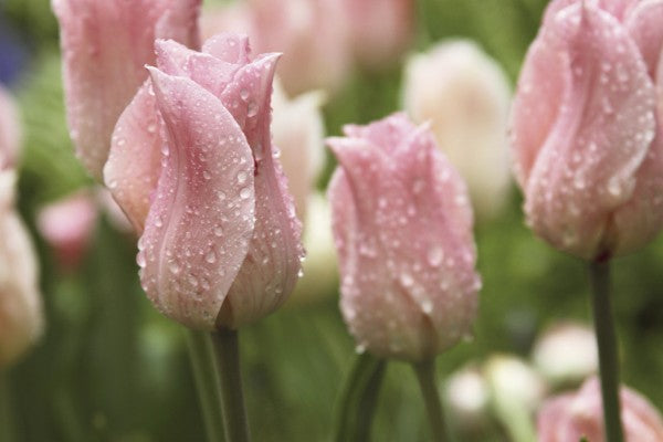 PHOTOWALL / Tulips After Rain (e23403)