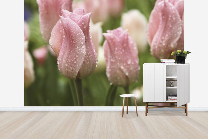 PHOTOWALL / Tulips After Rain (e23403)