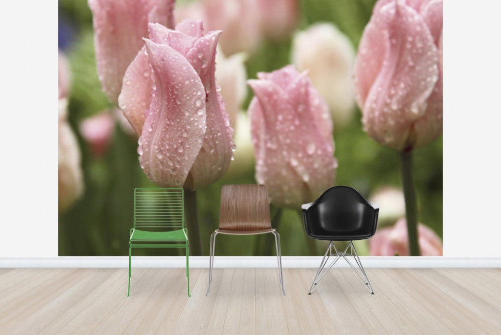 PHOTOWALL / Tulips After Rain (e23403) | 輸入壁紙専門店 WALPA