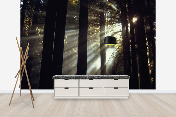 PHOTOWALL / Sunlight Through the Redwoods (e23405)