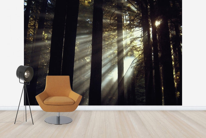 PHOTOWALL / Sunlight Through the Redwoods (e23405)
