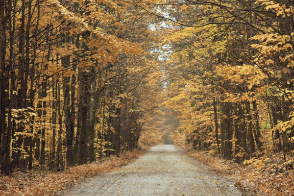 PHOTOWALL / Autumn Country Road (e23409)