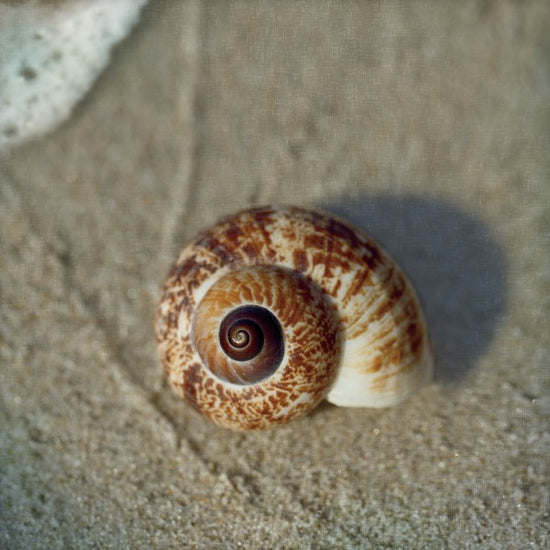 PHOTOWALL / Sand Surf Shell (e23456)
